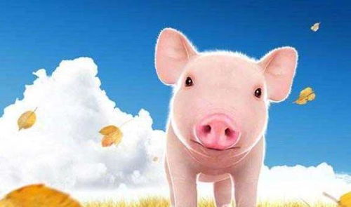 鸡男猪女八字合不合婚，他们能否携手白头共度一生？