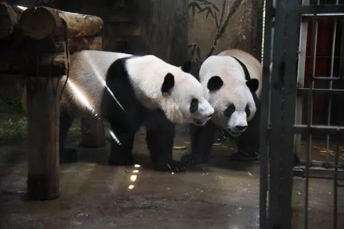 厕所比熊猫还稀有