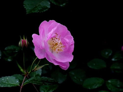 2026年属蛇女性最旺桃花时，佩戴哪种饰物能增强运势？