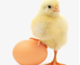 农历几月出生的鸡宝宝运势蕞佳？