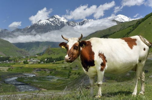 2026年属牛的人会遇见哪位贵人？牛年贵人的属相是什么？