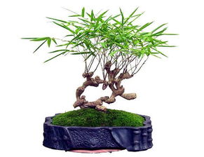 散尾竹的风水作用和散竹盆景图片，能带来哪些家居风水好运？