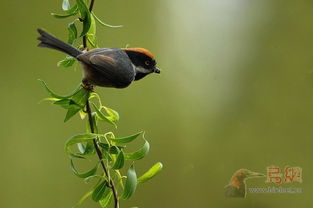 几处早莺争暖树中的争指的是争夺，改写为：这句诗中的争字指的是什么？