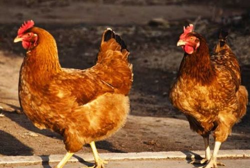 鸡的三合生肖是什么？鸡的三合三害是什么意思？