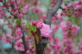 春季百花盛开时，哪个生肖与之最为和谐，春季百花指的是哪种动物呢？