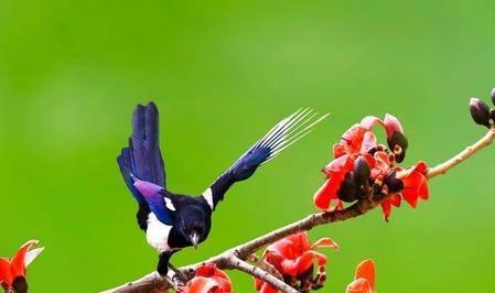 时令星象与值神分析