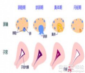 前言：月经周期神秘莫测， 就像人生一样不可预测