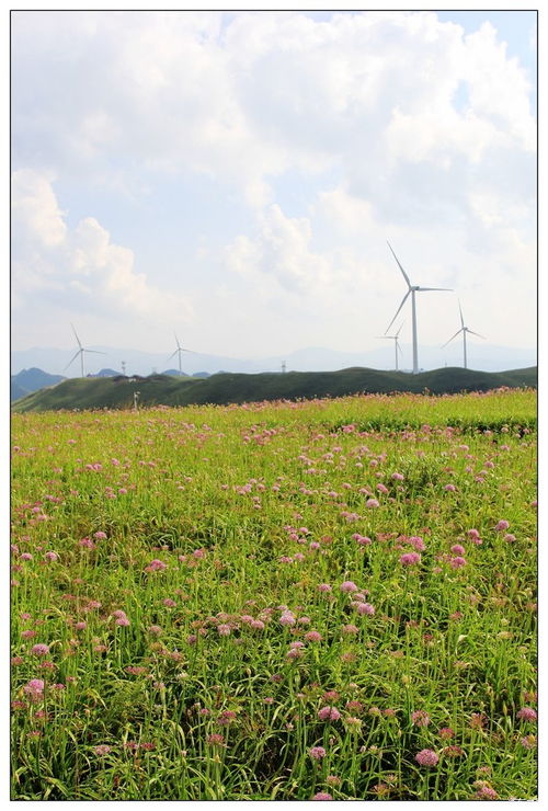 贵州韭菜坪：10万亩野生韭菜花的短暂狂欢