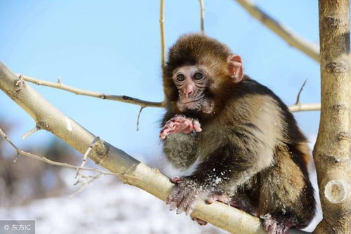 2026年属猴财运预测具体如何？