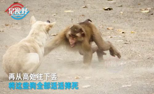 社会周边环境心理状态与集体记忆交织解析