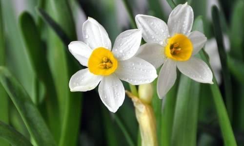 一、 室内布局中水仙花的适宜位置与功效