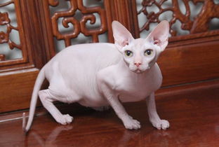 四、 财运寓意：猫咪形象在财富预测中的特殊地位