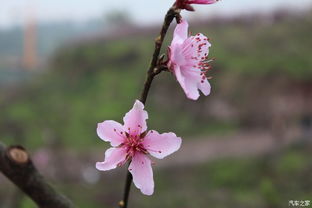 五行生克与生肖对应关系分析