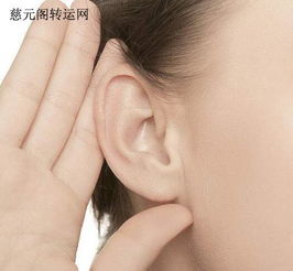 1.1 厚耳与长寿之说：生理基础及文化解读