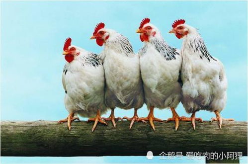 属鸡人和属鸡人结婚配对是否合适？