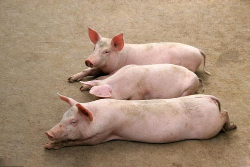 5月26日出生属猪男性5月14日财运如何？运势怎样？