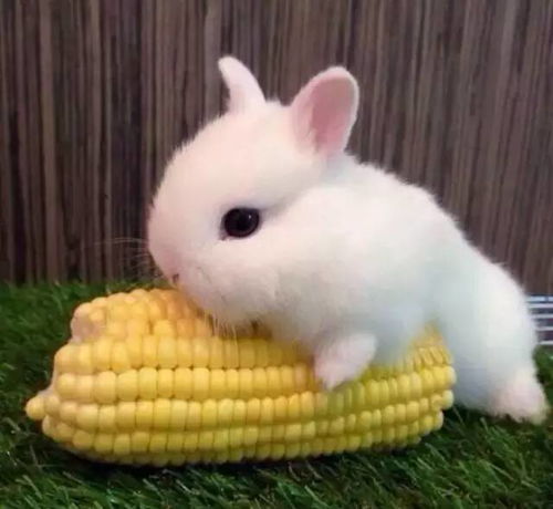 兔：温顺可爱，  机智灵活(或着是狡兔三窟)