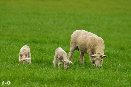1991年属羊缺水八字喜水，那喜木还是喜火呢？