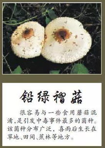 三、 去世帽（Amanita phalloides）