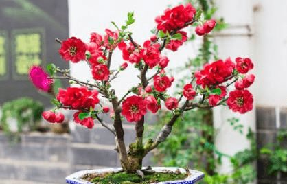 家里养海棠风水如何？最适合种植海棠的位置在哪里？