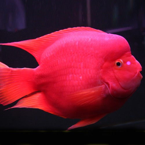 一、  营养成分干预与色素前体物品的生物转化机制