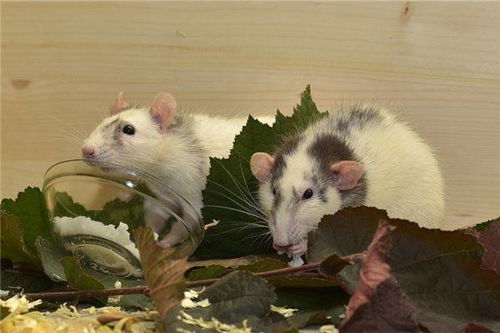 2026年属鼠的财运和运气如何，哪方面运势最为突出？