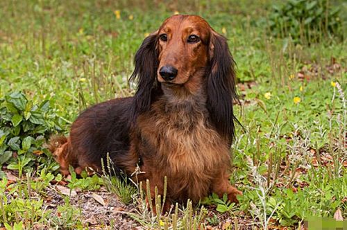 2026年属狗的人会遭遇大难吗？他们那一年会有哪些吉星相伴？