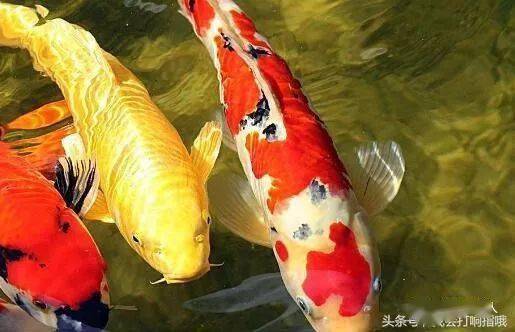 四、 深入分析：不同情境下的多重解读