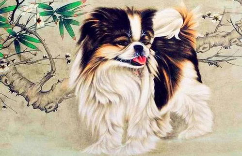 属狗的人2026年感情运势如何，会有哪些变化？