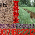 柏子五行属什么吉凶？柏子是哪种树的种子？