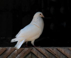 屋顶养鸽子对风水有促进作用吗？