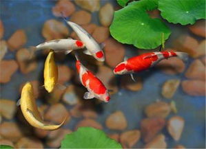 1. 吉祥性与灵性因素的综合考量