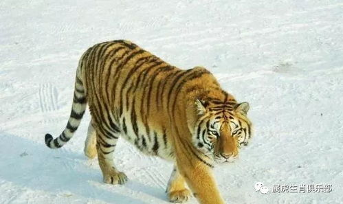 属猪的人佩戴老虎玉牌，与老虎属相的婚姻是否相配？