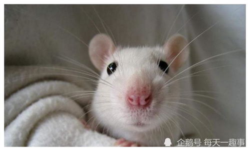 属鼠人2026年三位贵人是谁？贵人运具体意味着什么？