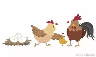 2024年属龙和属鸡的人犯太岁吗？生肖鸡今年冲什么太岁有什么影响？