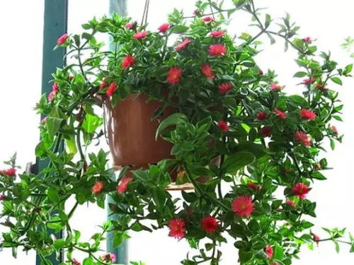 园艺疗法：种植实用型梨树（即俗称“种‘ 桃 花’ 盆栽”） 的系统方案