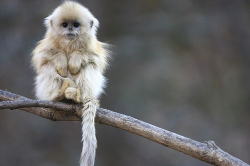 2026年属猴人的桃花贵人是谁？他们的感情运势如何？