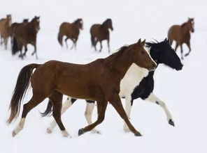 2026年属鸡女和属马男财运如何，他们最佳结婚吉日是哪天？