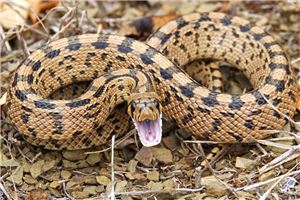 男人梦到蛇预示着什么，是好是坏，难道是死亡的前兆吗？