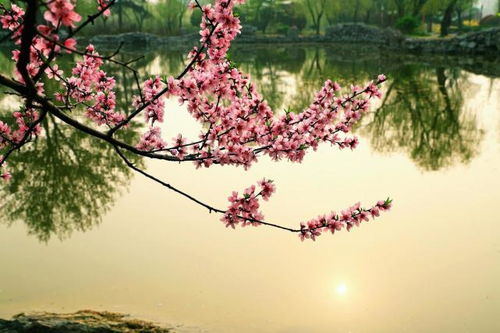 4. 太阳·天梁双曜——光明炎热爱意的幸福源泉