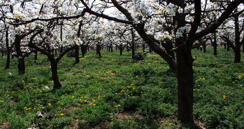 #乱入# 盘古梨花节：不是节， 是闹剧