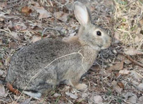 “兔子邪门”说溯源：迷信观念与民间传说