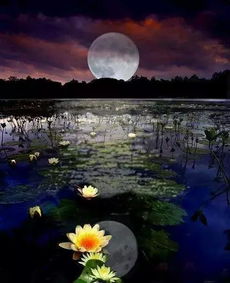 ‘船泊浔阳月夜’和‘船泊浔阳月夜打一生肖’分别指的是什么生肖？