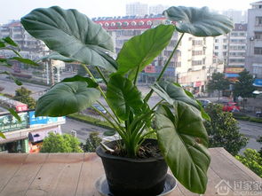 饭店摆放哪些花卉植物能起到招财作用？