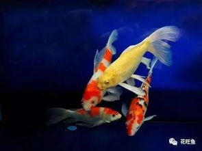 广州番禺锦鲤养殖场吉凶图靠谱吗？