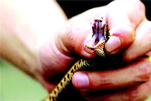 女人梦见别人被蛇咬出血，这预示着什么征兆或含义？