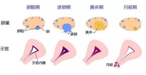 饮食与月经：甜蜜还是苦涩？