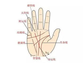 一、 太阳线的本质及其在手相学中的地位