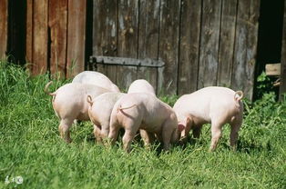 属猪的人适合佩戴哪种颜色水晶？不宜佩戴哪种水晶？