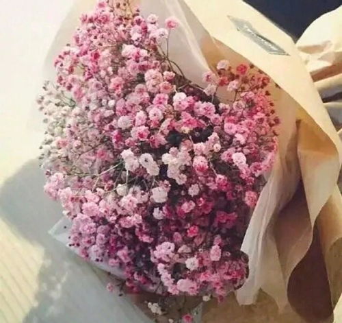 碎冰蓝满天星的花语和寓意是什么？